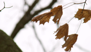 fall leaves